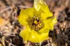 USA, Texas, Big Bend National Park. Club cholla cactus flower. Art Print